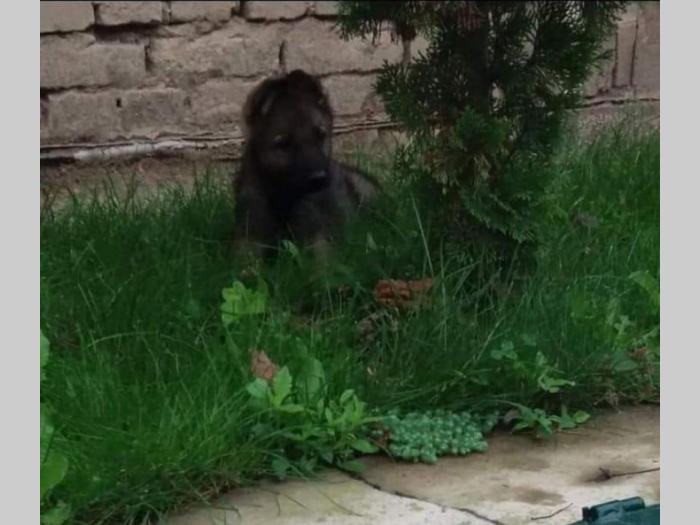 nemački ovčar dve ženkice besplatni mali oglasi