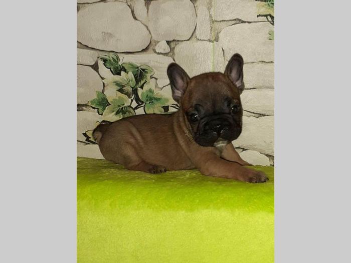 francuski bulgod štenci prodaja besplatni mali oglasi