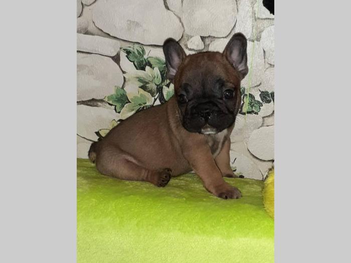 francuski bulgod štenci prodaja besplatni mali oglasi