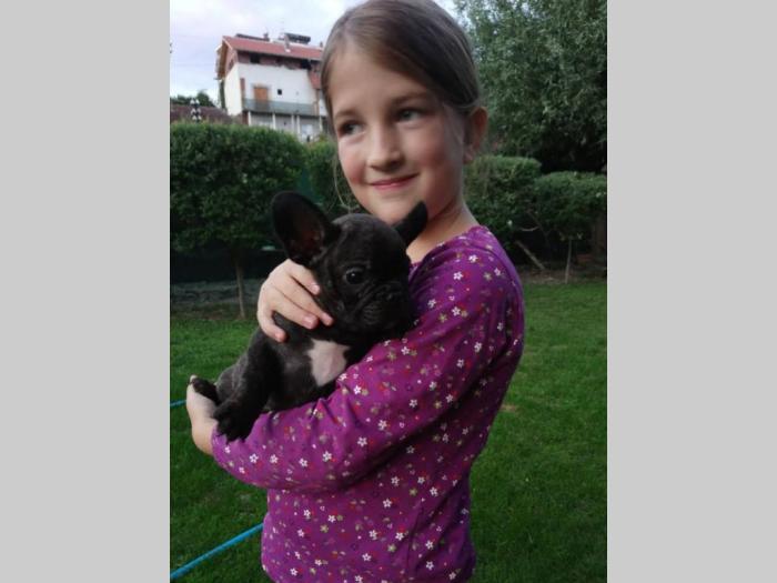 francuski buldog dve ženkice besplatni mali oglasi