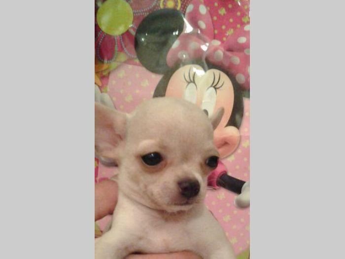 mini čivave odgajivačnica princess chihuahua  besplatni mali oglasi