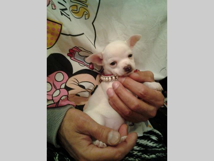 mini čivave odgajivačnica princess chihuahua  besplatni mali oglasi