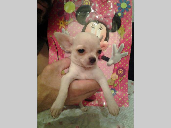 mini čivave odgajivačnica princess chihuahua  besplatni mali oglasi
