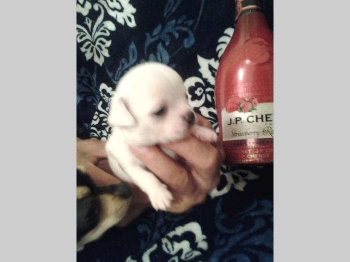 mini čivave odgajivačnica princess chihuahua  besplatni mali oglasi