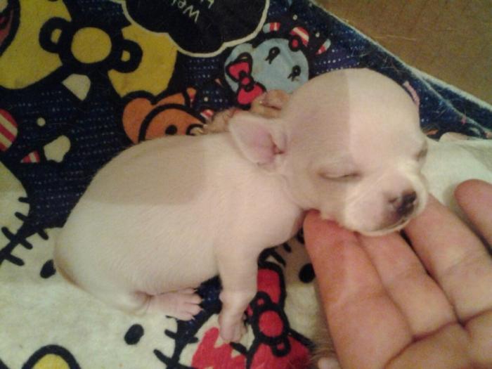 mini čivave odgajivačnica princess chihuahua  besplatni mali oglasi