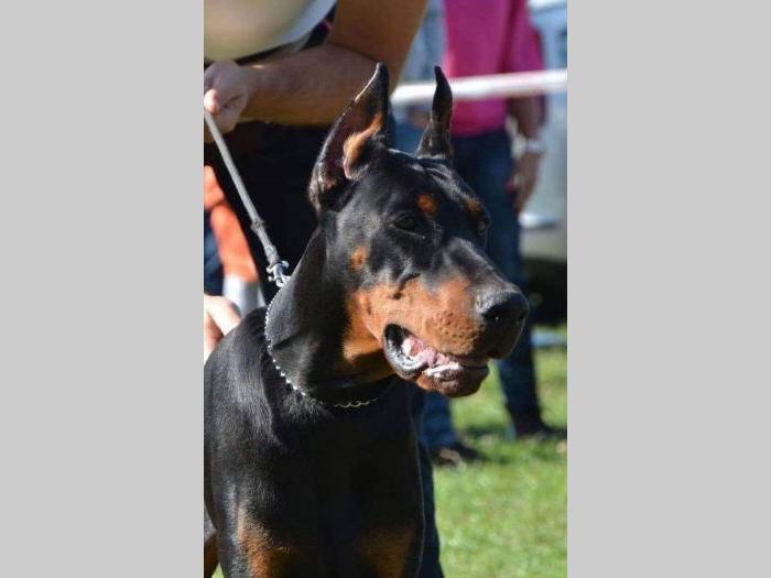 doberman štenci vrhunskog porekla besplatni mali oglasi