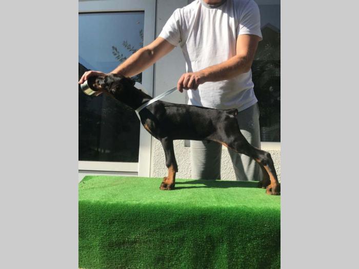doberman štenci vrhunskog porekla besplatni mali oglasi