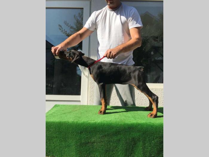 doberman štenci vrhunskog porekla besplatni mali oglasi