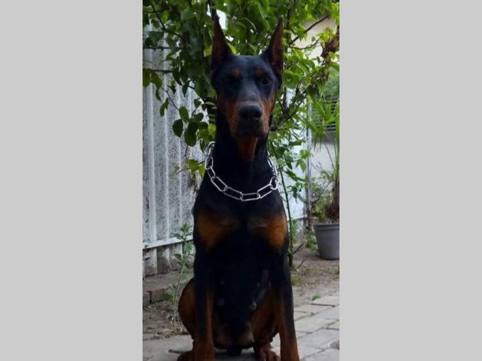 doberman štenci vrhunskog porekla besplatni mali oglasi