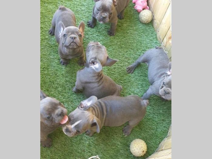 francuski buldog plavi štenci besplatni mali oglasi