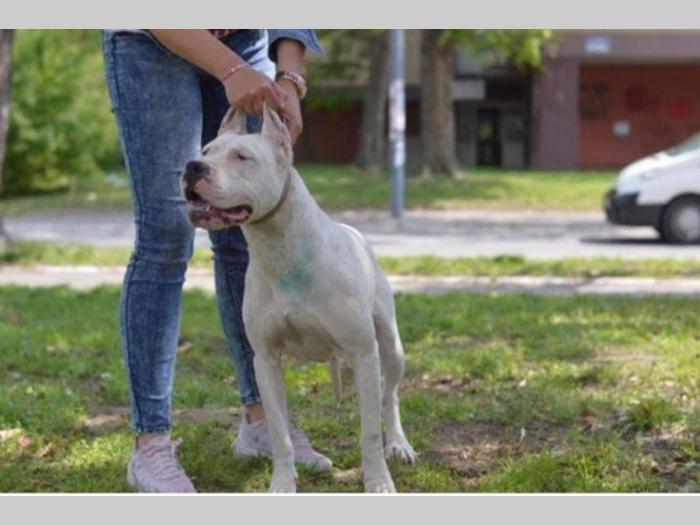 vrhunska ženka dogo argentino besplatni mali oglasi