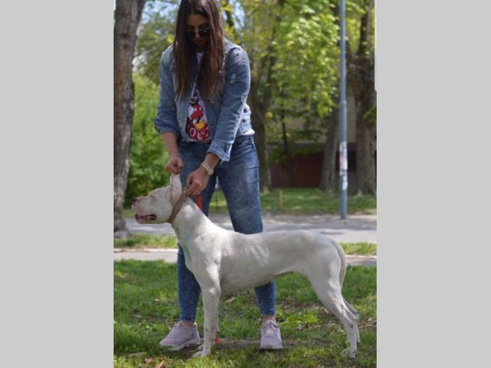 vrhunska ženka dogo argentino besplatni mali oglasi