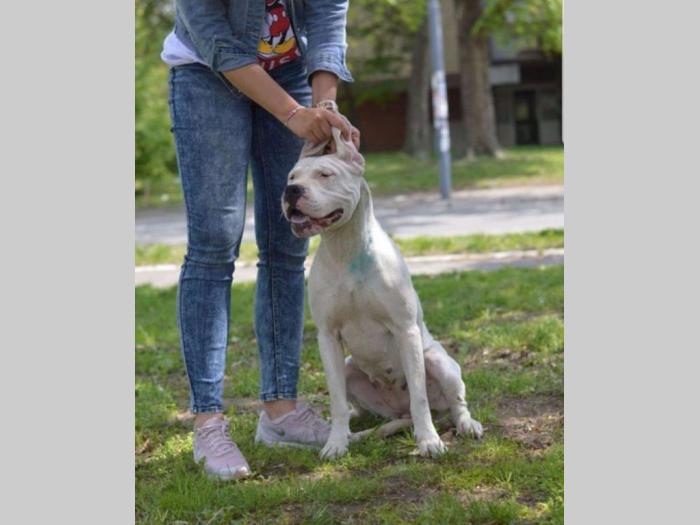 vrhunska ženka dogo argentino besplatni mali oglasi