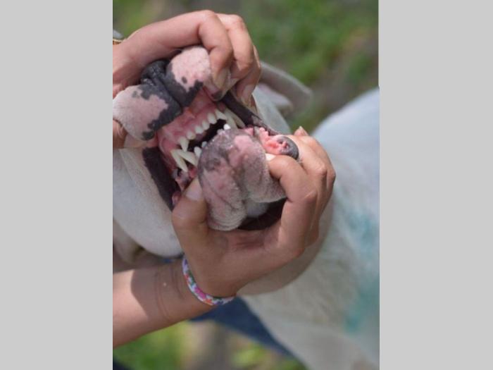 vrhunska ženka dogo argentino besplatni mali oglasi