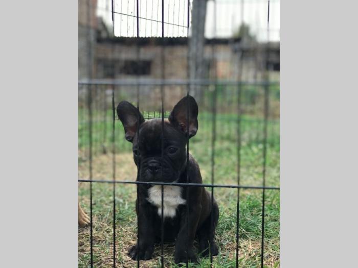 žensko štene francuskog buldoga besplatni mali oglasi