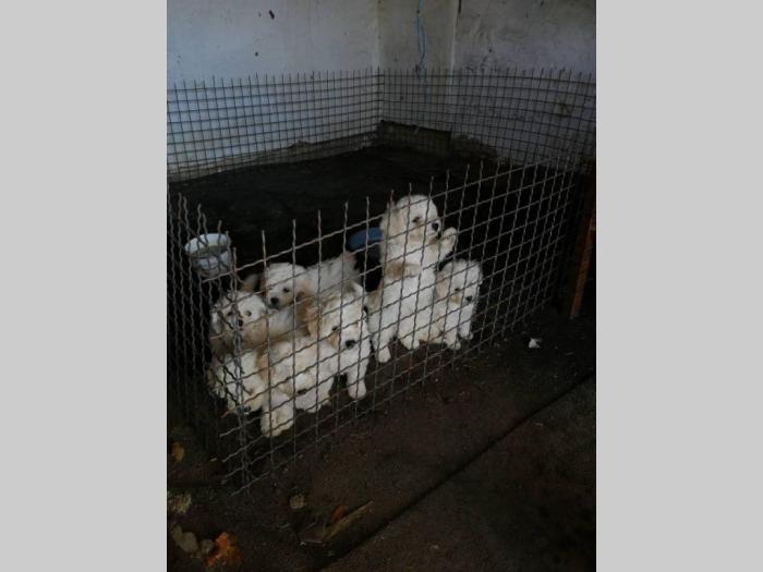 kovrdžavi bišon štenci na prodaju besplatni mali oglasi