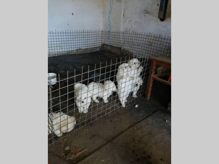 kovrdžavi bišon štenci na prodaju besplatni mali oglasi