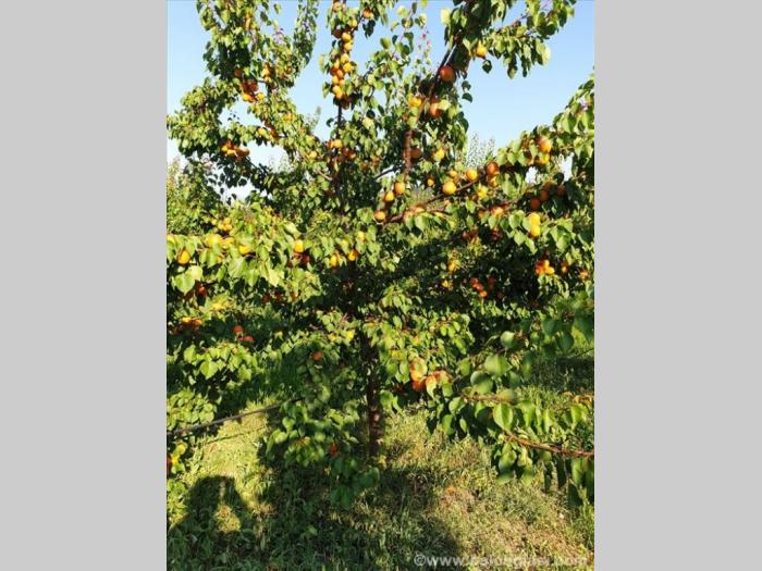 plantaža oraha i kajsija besplatni mali oglasi