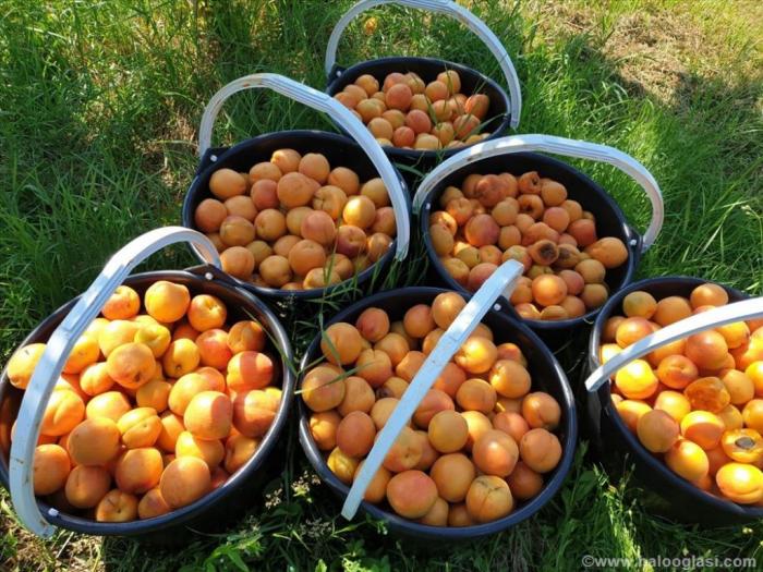 plantaža oraha i kajsija besplatni mali oglasi