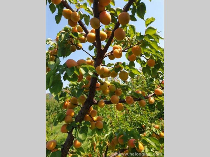 plantaža oraha i kajsija besplatni mali oglasi