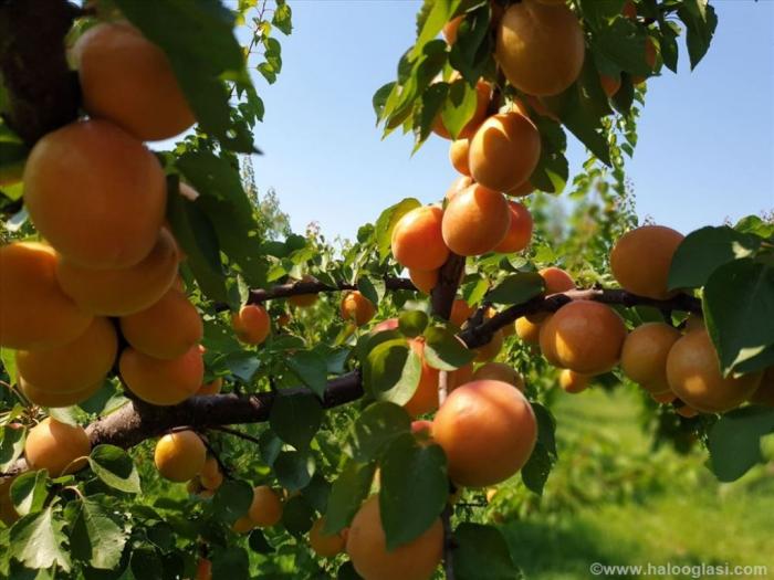 plantaža oraha i kajsija besplatni mali oglasi
