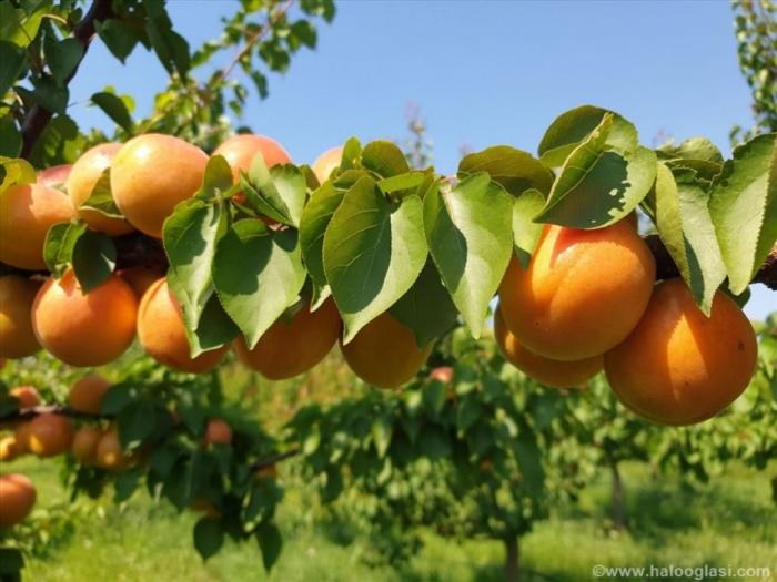 plantaža oraha i kajsija besplatni mali oglasi