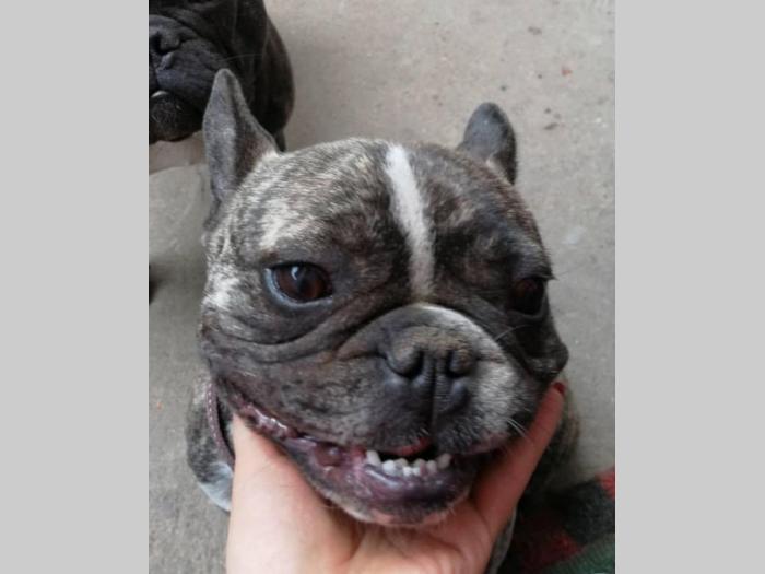 francuski buldog kuja od 3 godine besplatni mali oglasi