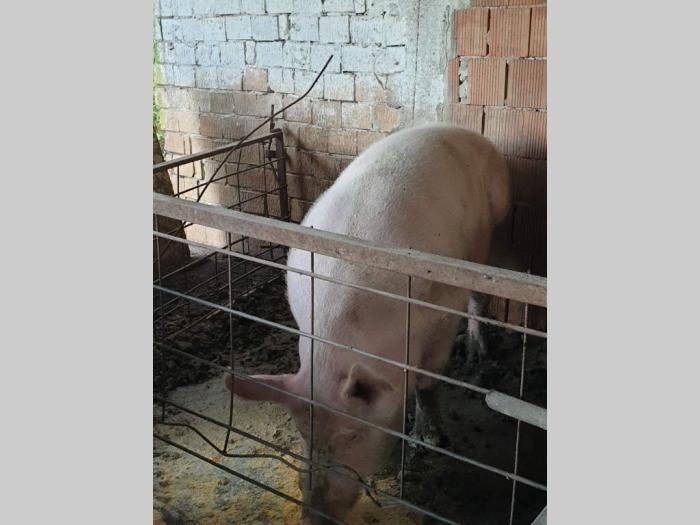na prodaju vepar rasa veliko jorkširska besplatni mali oglasi