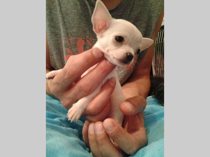 mini čivave princess chihuahua  besplatni mali oglasi
