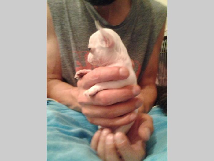 mini čivave princess chihuahua  besplatni mali oglasi