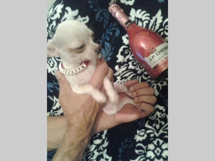 mini čivave princess chihuahua  besplatni mali oglasi