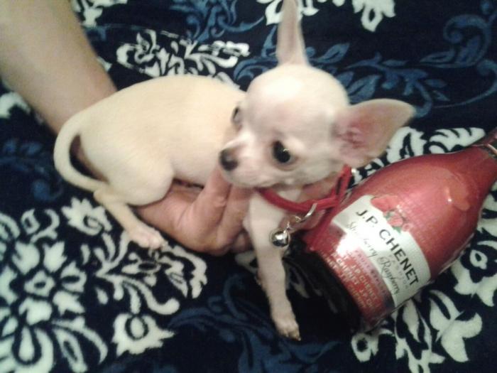 mini čivave princess chihuahua  besplatni mali oglasi