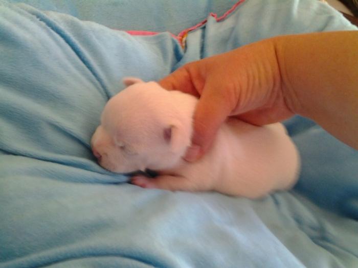 mini čivave princess chihuahua  besplatni mali oglasi
