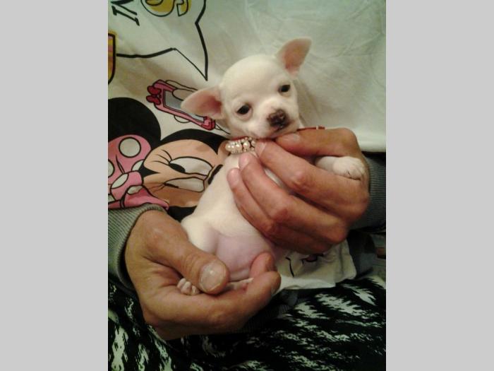mini čivave princess chihuahua  besplatni mali oglasi