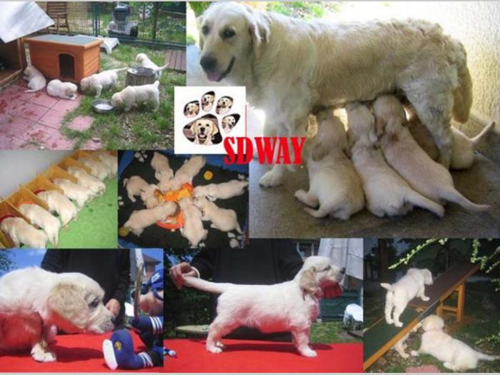 sdway golden retriver besplatni mali oglasi