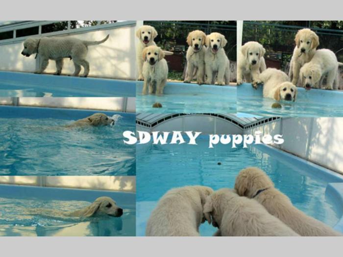 sdway golden retriver besplatni mali oglasi