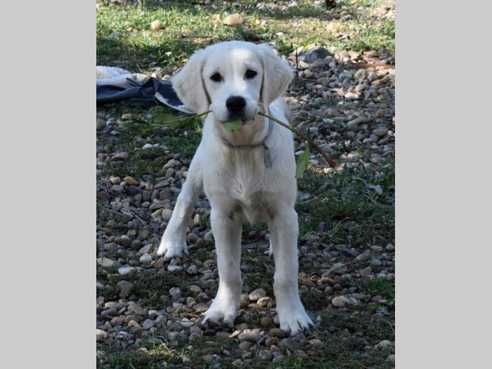 sdway golden retriver besplatni mali oglasi