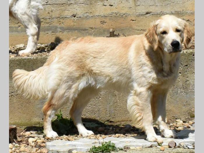 sdway golden retriver besplatni mali oglasi