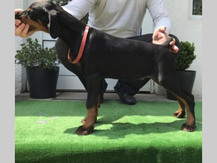 ženke dobermana vrhunskog porekla besplatni mali oglasi