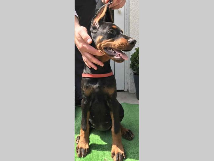 ženke dobermana vrhunskog porekla besplatni mali oglasi