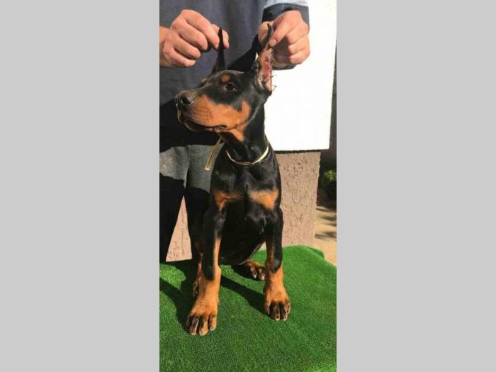 ženke dobermana vrhunskog porekla besplatni mali oglasi