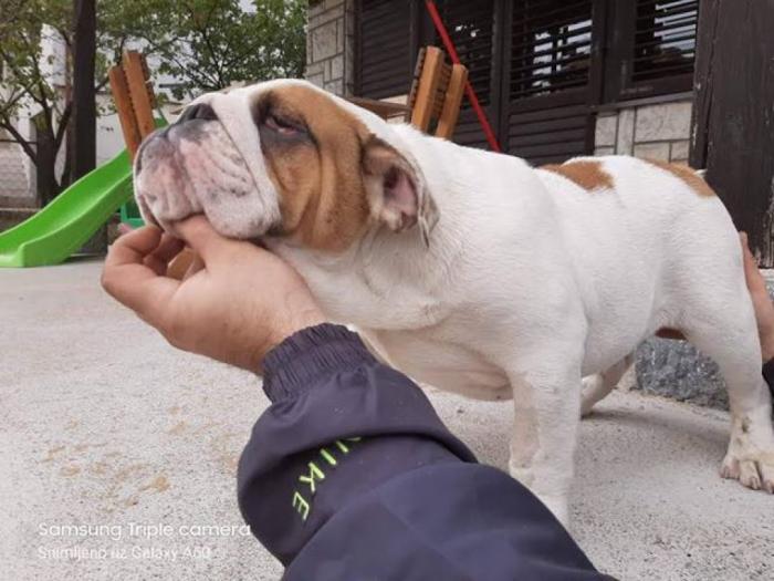 engleski buldog besplatni mali oglasi