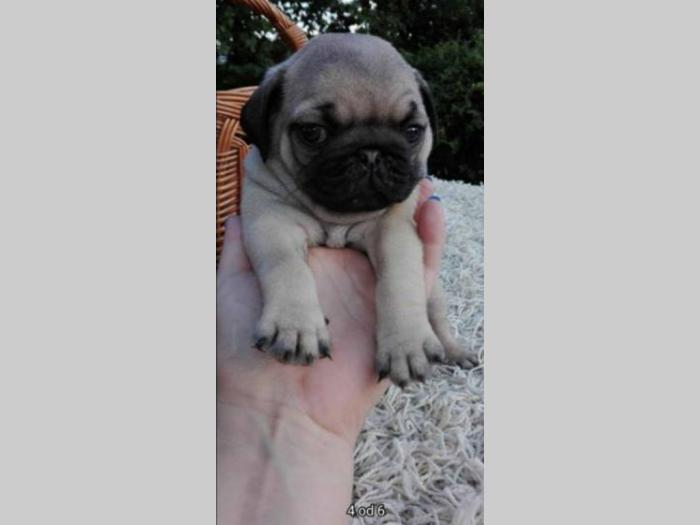 mops štenci vrhunskog kvaliteta besplatni mali oglasi