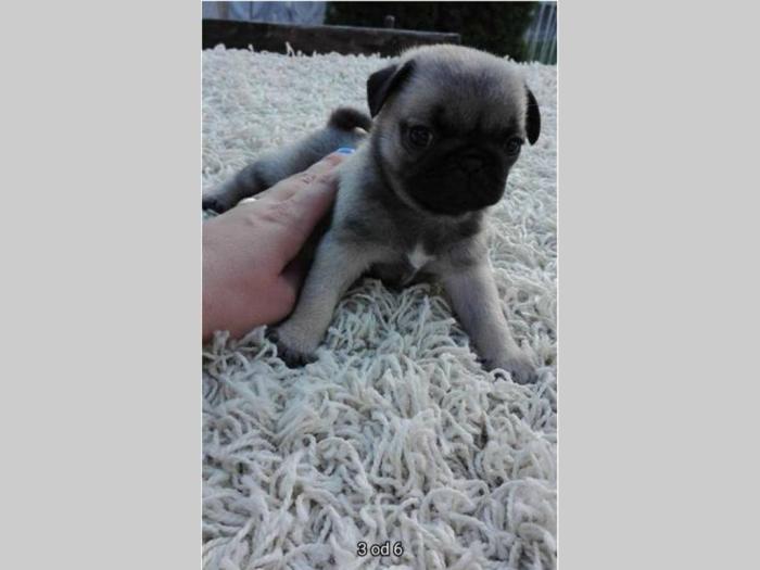 mops štenci vrhunskog kvaliteta besplatni mali oglasi