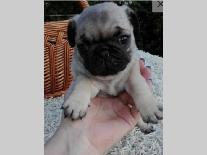 mops štenci vrhunskog kvaliteta besplatni mali oglasi