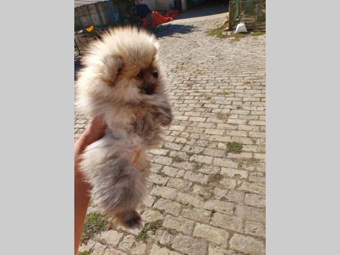 štenci pomeranskog špica besplatni mali oglasi