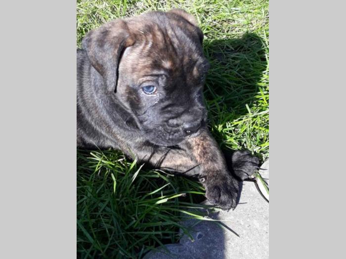 štenci cane corso tri ženke i mužjak besplatni mali oglasi