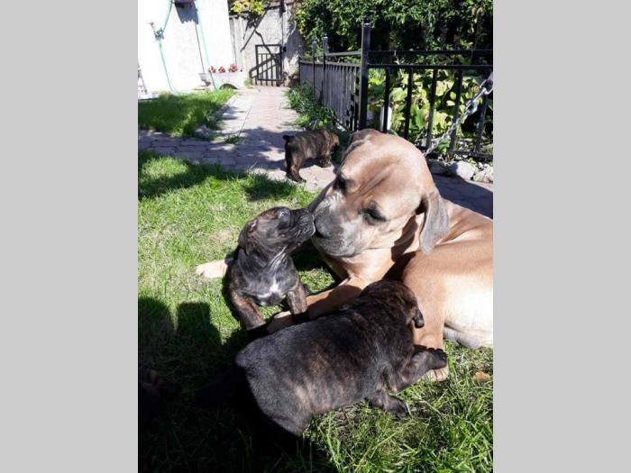 štenci cane corso tri ženke i mužjak besplatni mali oglasi