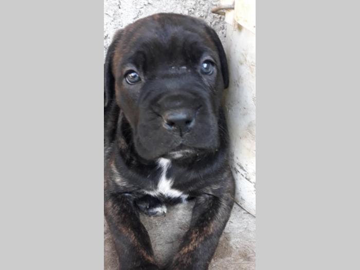 štenci cane corso tri ženke i mužjak besplatni mali oglasi