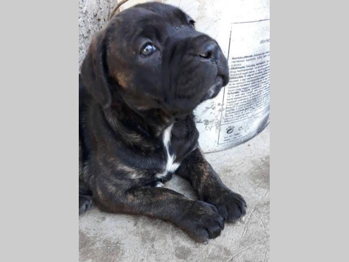 štenci cane corso tri ženke i mužjak besplatni mali oglasi
